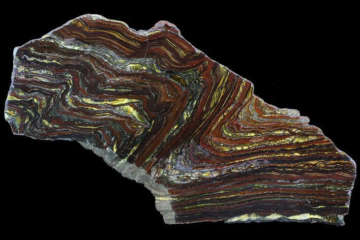 Polished Tiger Iron Stromatolite - ( Billion Years) #69776